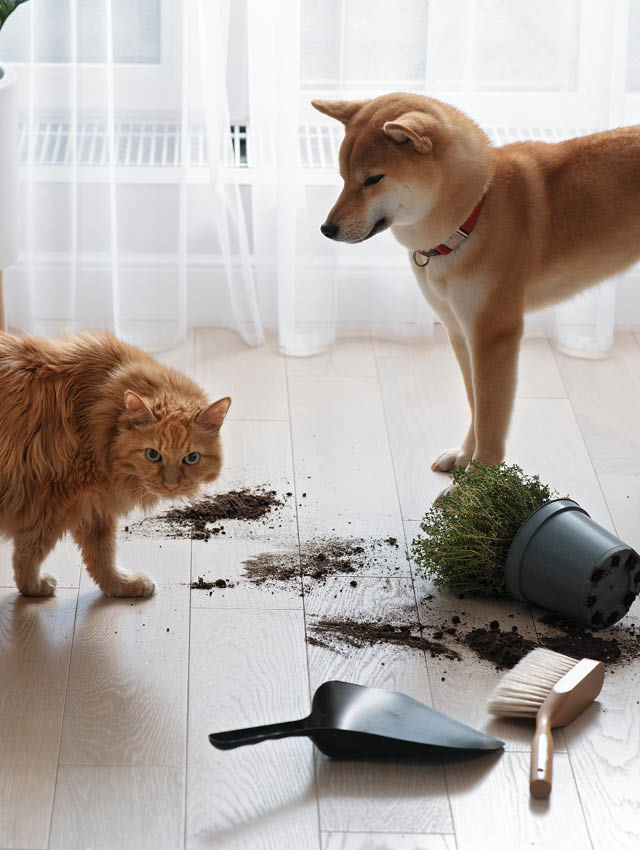 dog and cat in dirty room - image for error page